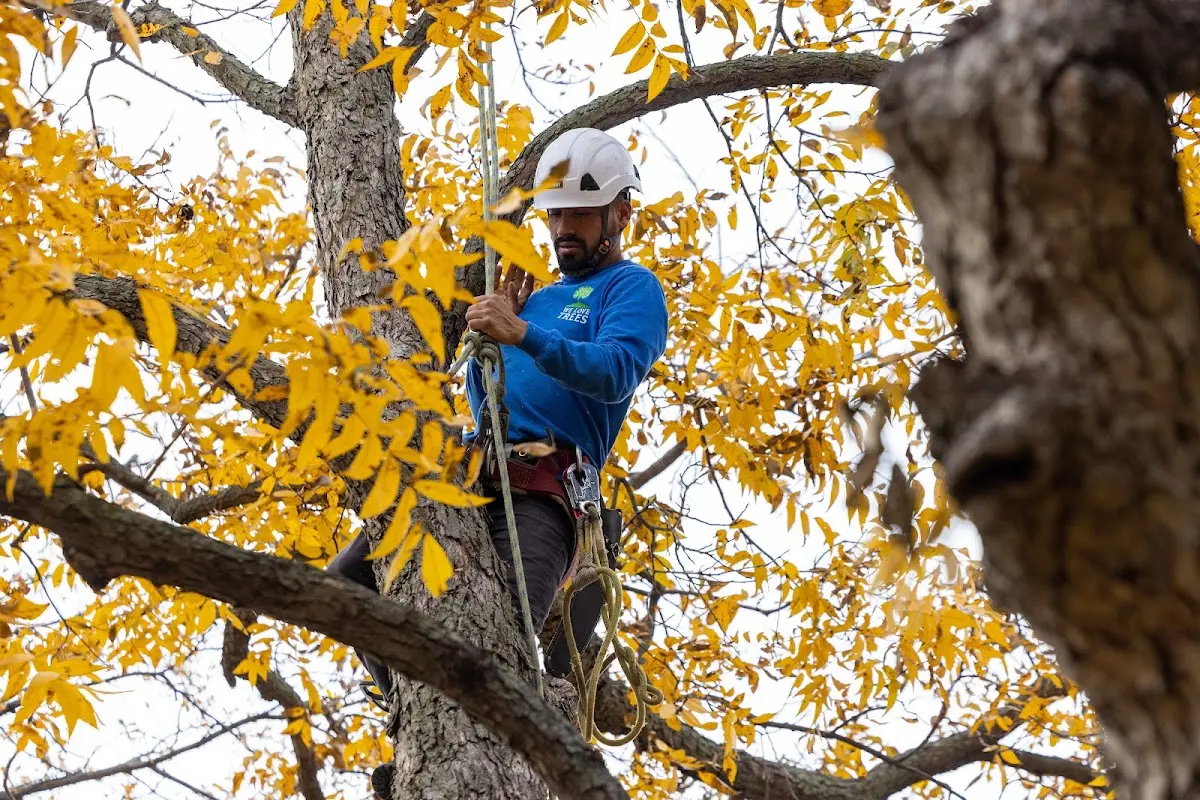 Skilled Tree Trimming crew working in Gardiner